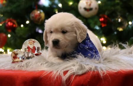 PEPITAS CUCCIOLI DI GOLDEN RETRIEVER 9864