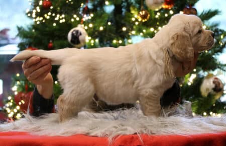PEPITAS CUCCIOLI DI GOLDEN RETRIEVER 9869