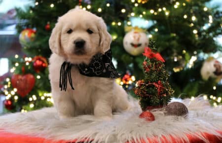 PEPITAS CUCCIOLI DI GOLDEN RETRIEVER 9898