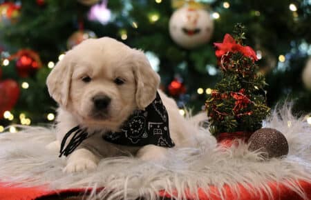 PEPITAS CUCCIOLI DI GOLDEN RETRIEVER 9902
