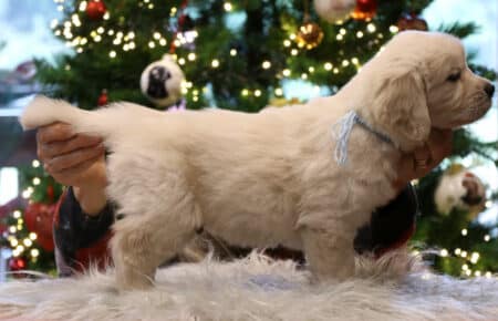 PEPITAS CUCCIOLI DI GOLDEN RETRIEVER 9904