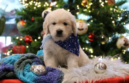 PEPITAS CUCCIOLI DI GOLDEN RETRIEVER 9916