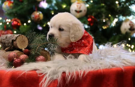 PEPITAS CUCCIOLI DI GOLDEN RETRIEVER 9924