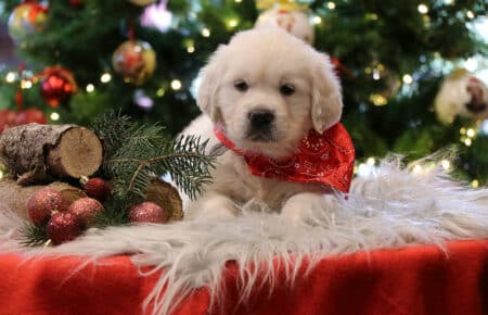 PEPITAS CUCCIOLI DI GOLDEN RETRIEVER 9925