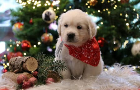 PEPITAS CUCCIOLI DI GOLDEN RETRIEVER 9927