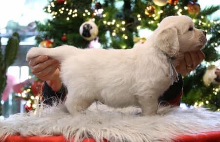 PEPITAS CUCCIOLI DI GOLDEN RETRIEVER 9931