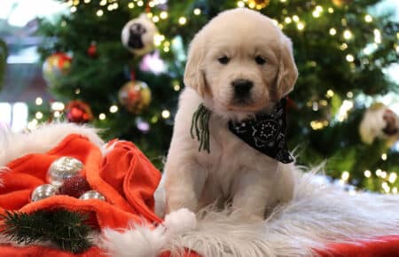 PEPITAS CUCCIOLI DI GOLDEN RETRIEVER 9940