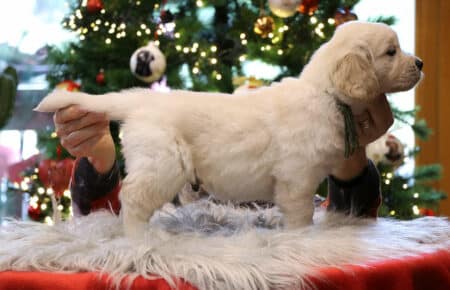 PEPITAS CUCCIOLI DI GOLDEN RETRIEVER 9941