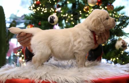 PEPITAS CUCCIOLI DI GOLDEN RETRIEVER 9947