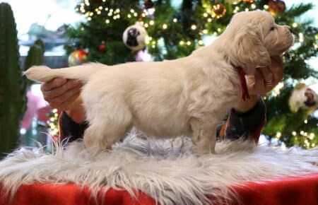 PEPITAS CUCCIOLI DI GOLDEN RETRIEVER 9949