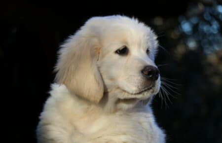 PEPITAS CUCCIOLO DI GOLDEN RETRIEVER MASCHIO COLLARE BLU 0473
