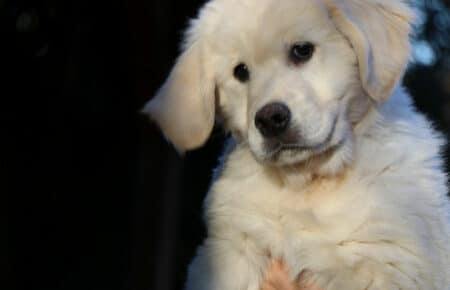 PEPITAS CUCCIOLO DI GOLDEN RETRIEVER MASCHIO COLLARE BLU 0475
