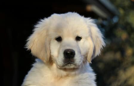 PEPITAS CUCCIOLO DI GOLDEN RETRIEVER MASCHIO COLLARE BLU 0476