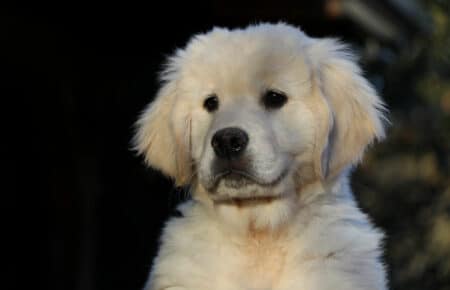 PEPITAS CUCCIOLO DI GOLDEN RETRIEVER MASCHIO COLLARE BLU 0479