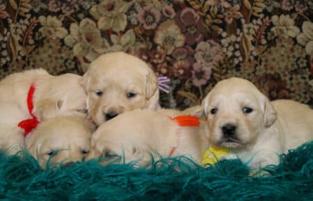 JACKY CUCCIOLE FEMMINE DI GOLDEN RETRIEVER SAN NICOLO 9718