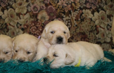 JACKY CUCCIOLE FEMMINE DI GOLDEN RETRIEVER SAN NICOLO 9724