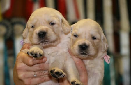 JACKY CUCCIOLE FEMMINE DI GOLDEN RETRIEVER SAN NICOLO 9750