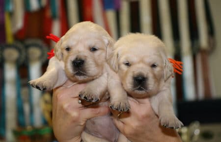 JACKY CUCCIOLE FEMMINE GOLDEN RETRIEVER SAN NICOLO 9753