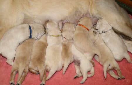 JACKY CUCCIOLI DI GOLDEN RETRIEVER SAN NICOLO 9470