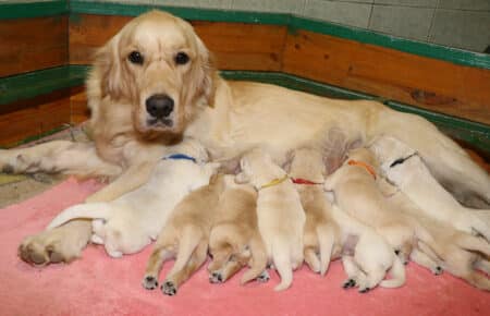 JACKY CUCCIOLI DI GOLDEN RETRIEVER SAN NICOLO 9471