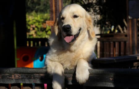 CHARLIE GOLDEN RETRIEVER SAN NICOLO 0156