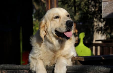 CHARLIE GOLDEN RETRIEVER SAN NICOLO 0162