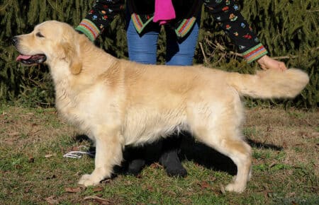 CHARLIE GOLDEN RETRIEVER SAN NICOLO 0203