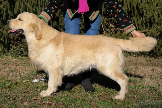 CHARLIE GOLDEN RETRIEVER SAN NICOLO 0203