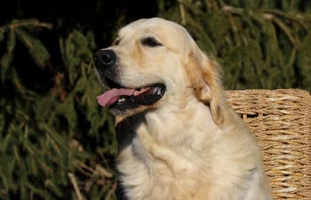 CHARLIE GOLDEN RETRIEVER SAN NICOLO 0206