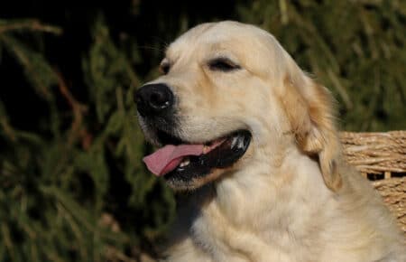 CHARLIE GOLDEN RETRIEVER SAN NICOLO 0207