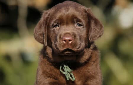 CONNIE CUCCIOLI DI LABRADOR CHOCOLATE DI SAN NICOLO 0937