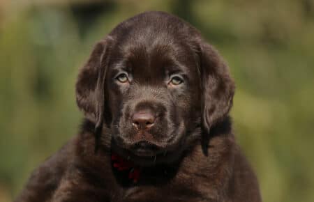 CONNIE CUCCIOLI DI LABRADOR CHOCOLATE DI SAN NICOLO 0950