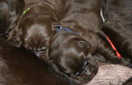 DARIJA CUCCIOLI DI LABRADOR CHOCOLATE SAN NICOLO 0267