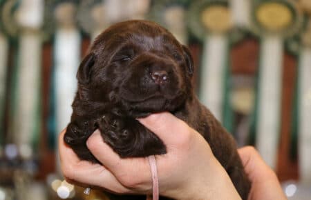 CONNIE FEMMINA COLLARE ROSA DI LABRADOR CHICOLATE 0452