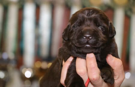 CONNIE FEMMINA COLLARE ROSSO DI LABRADOR CHOCOLATE 0444