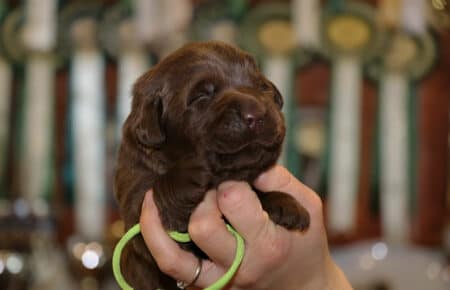 CONNIE MASCHIO COLLARE VERDE DI LABRADOR CHOCOLATE 0435
