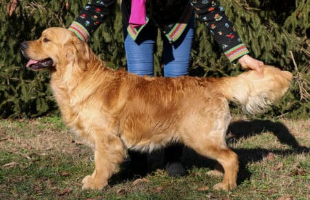 DEXTER GOLDEN RETRIEVER SAN NICOLO 0212