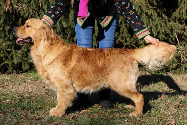 DEXTER GOLDEN RETRIEVER SAN NICOLO 0212