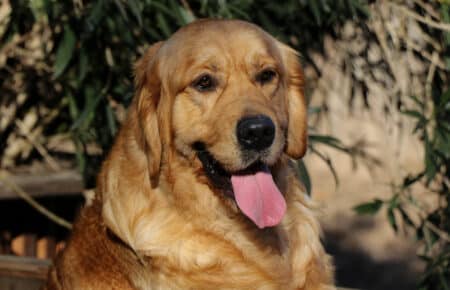 DEXTER GOLDEN RETRIEVER SAN NICOLO 0248