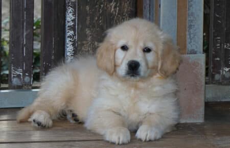 EMMA CUCCIOLI DI GOLDEN RETRIEVER SAN NICOLO