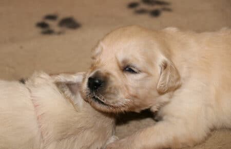 EMMA CUCCIOLI DI GOLDEN RETRIEVER SAN NICOLO 0668