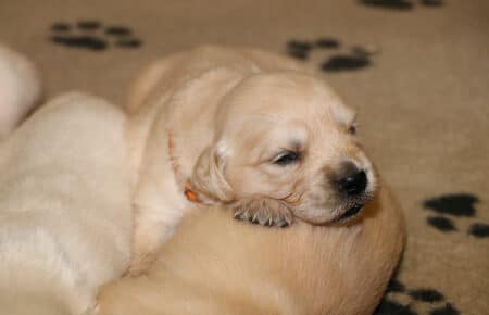 EMMA CUCCIOLI DI GOLDEN RETRIEVER SAN NICOLO 0672