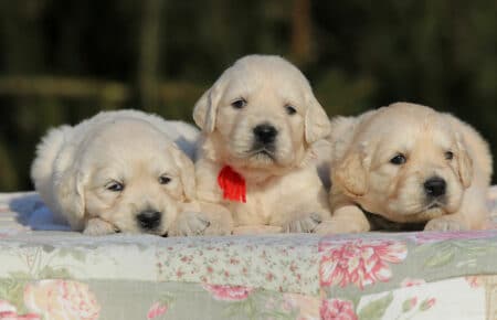 EMMA CUCCIOLI DI GOLDEN RETRIEVER SAN NICOLO 0727