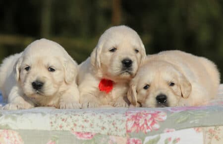 EMMA CUCCIOLI DI GOLDEN RETRIEVER SAN NICOLO 0734