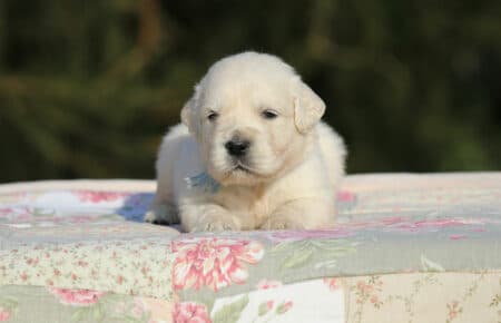 EMMA CUCCIOLI DI GOLDEN RETRIEVER SAN NICOLO 0769