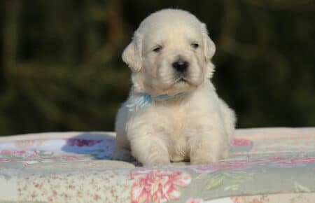 EMMA CUCCIOLI DI GOLDEN RETRIEVER SAN NICOLO 0772