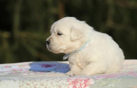 EMMA CUCCIOLI DI GOLDEN RETRIEVER SAN NICOLO 0774