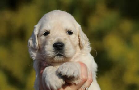 EMMA CUCCIOLI DI GOLDEN RETRIEVER SAN NICOLO 0798