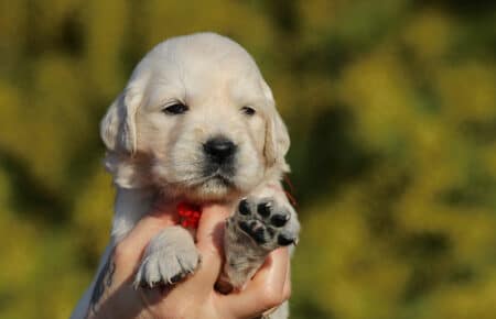 EMMA CUCCIOLI DI GOLDEN RETRIEVER SAN NICOLO 0804