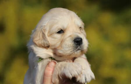 EMMA CUCCIOLI DI GOLDEN RETRIEVER SAN NICOLO 0808